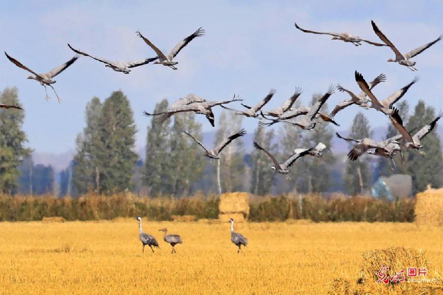 Demoiselle cranes seen in NW China's Xinjiang