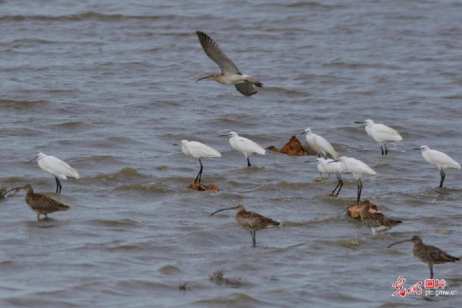 Migratory birds seen in Qingdao, E China's Shandong