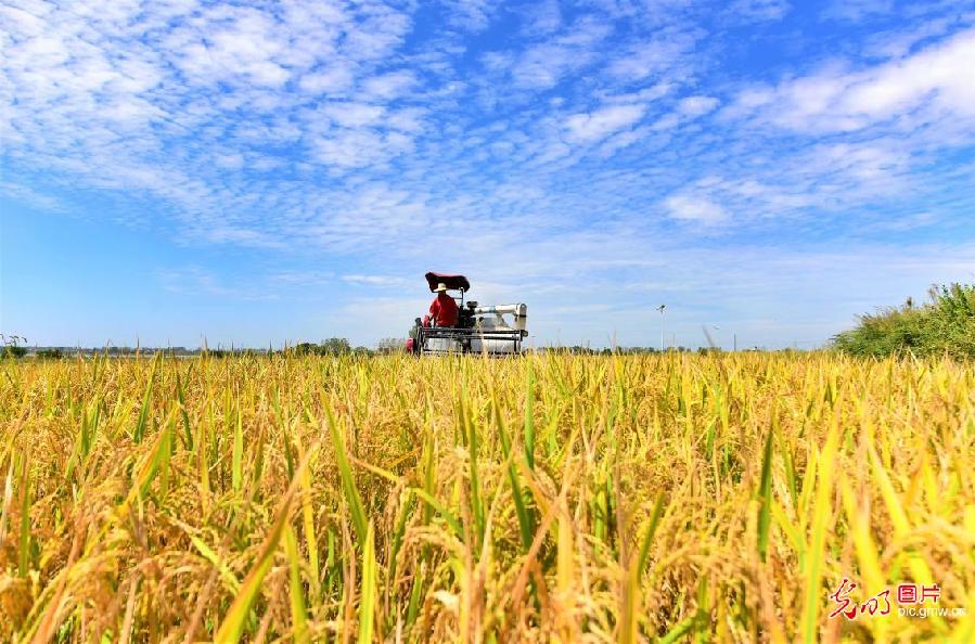 Paddy rice harvested in Feidong, east China's Anhui Province