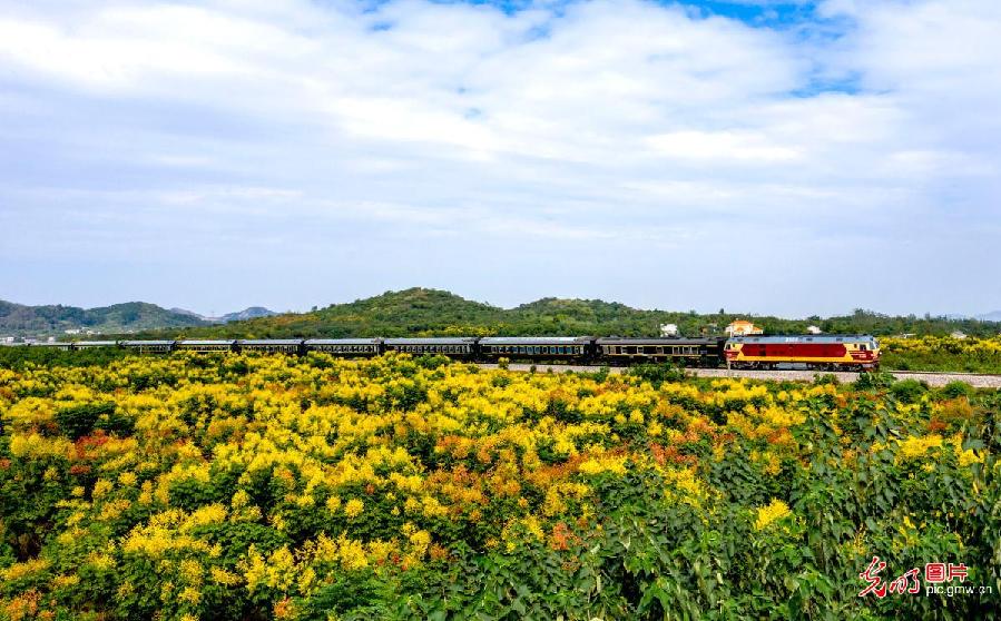 Scenery of forest in east China's Anhui Province