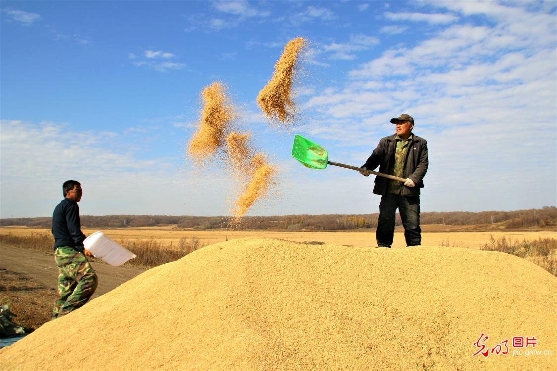 Harvest season of paddy rice starts in NE China's Heilongjiang