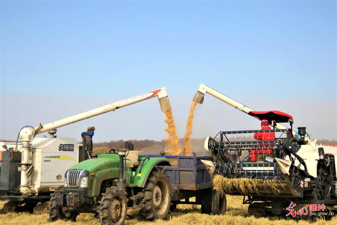Harvest season of paddy rice starts in NE China's Heilongjiang