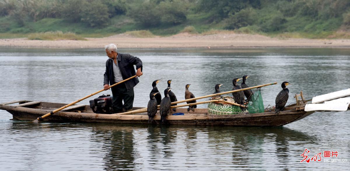 Cormorant fishing seen in E China's Jiangxi