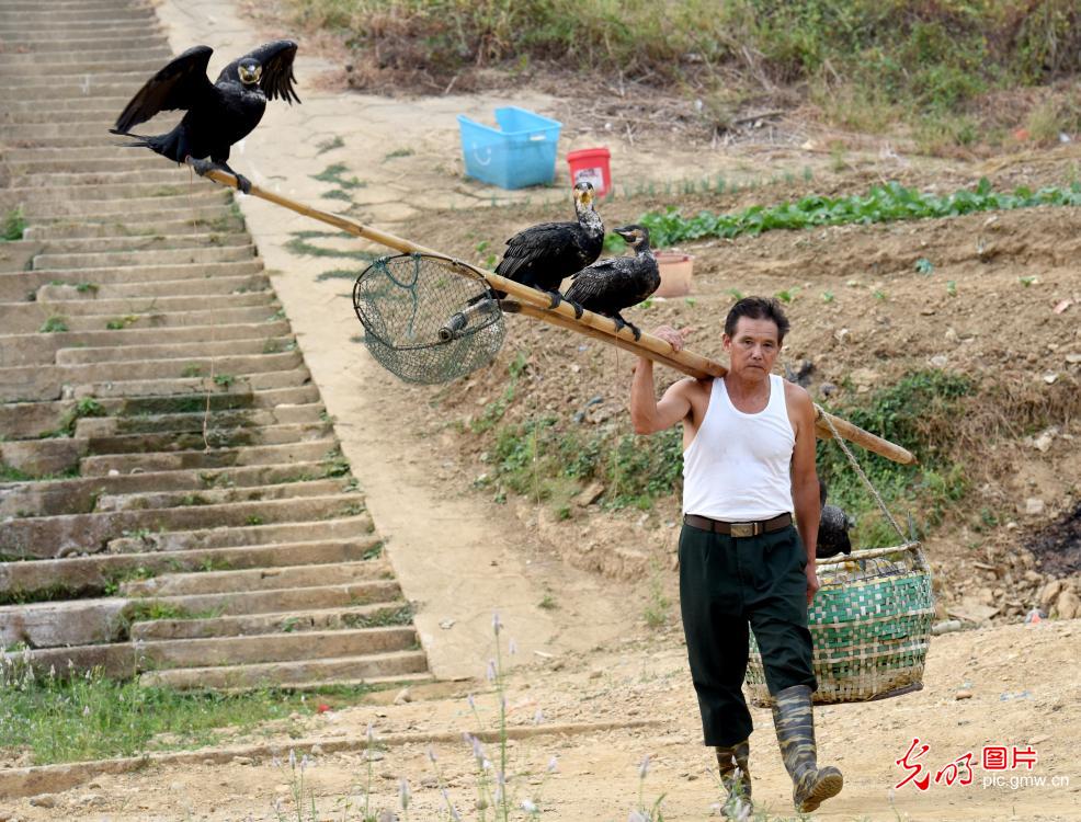 Cormorant fishing seen in E China's Jiangxi