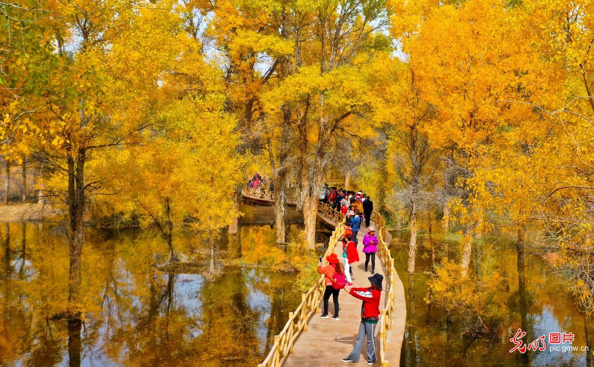 Autumn scenery of populus euphratica forest in NW China’s Gansu
