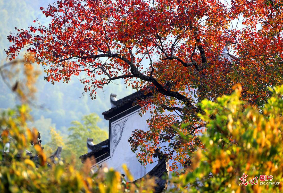 Autumn scenery of Tachuan, E China’s Anhui