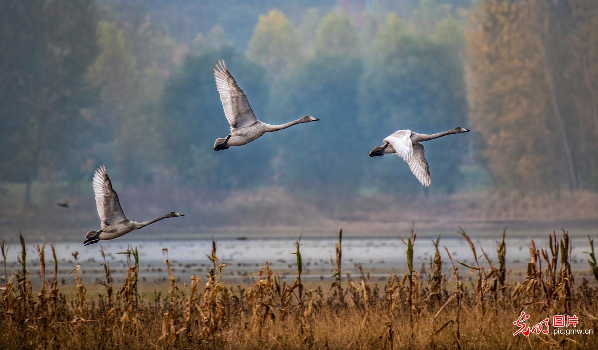 Swans seen in Yellow River wetland in north China’s Shanxi