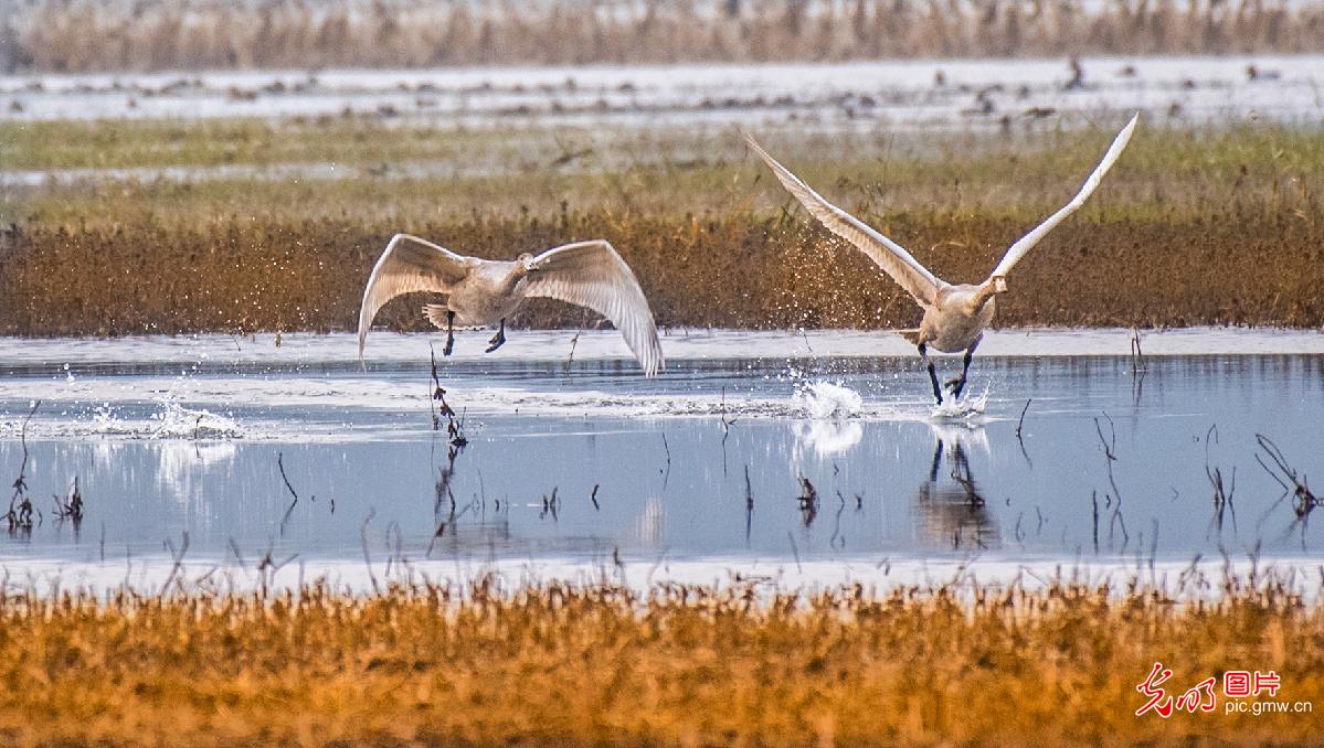 Swans seen in Yellow River wetland in north China’s Shanxi