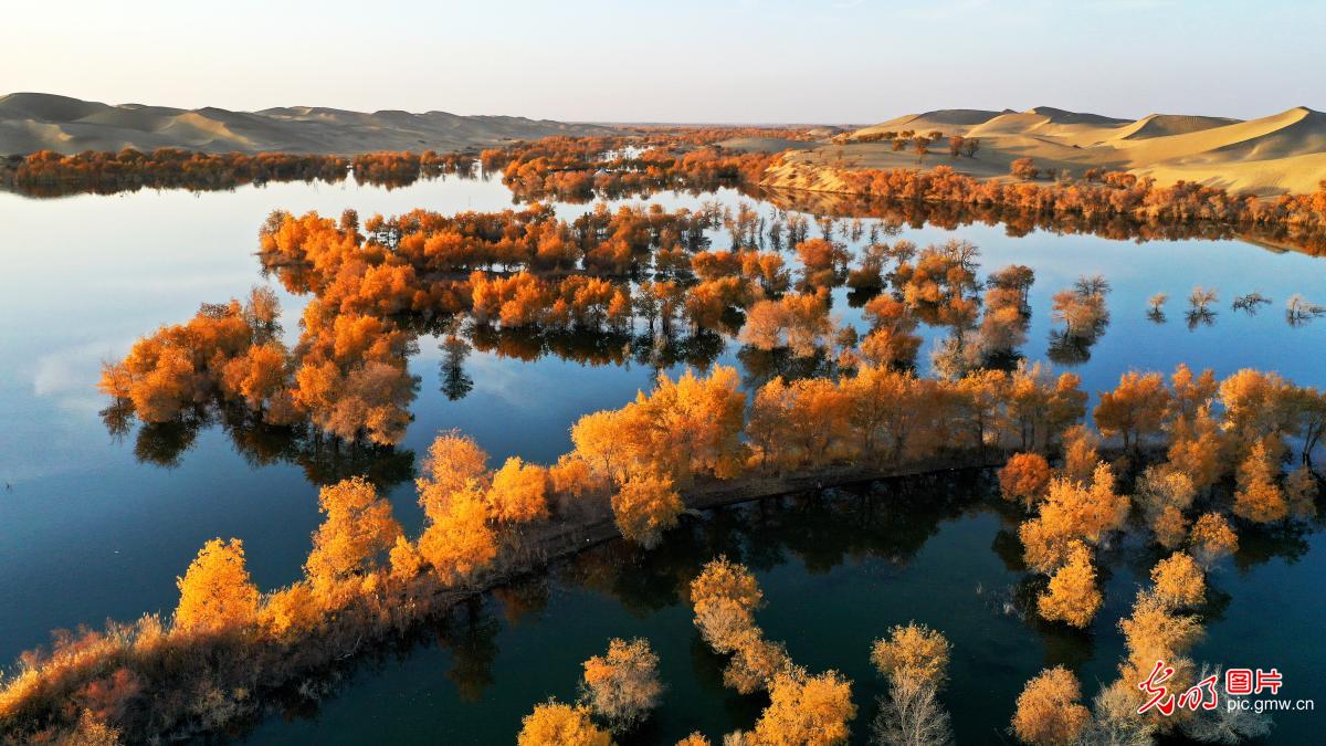 Beautiful scenery of populus euphratica in NW China's Xinjiang