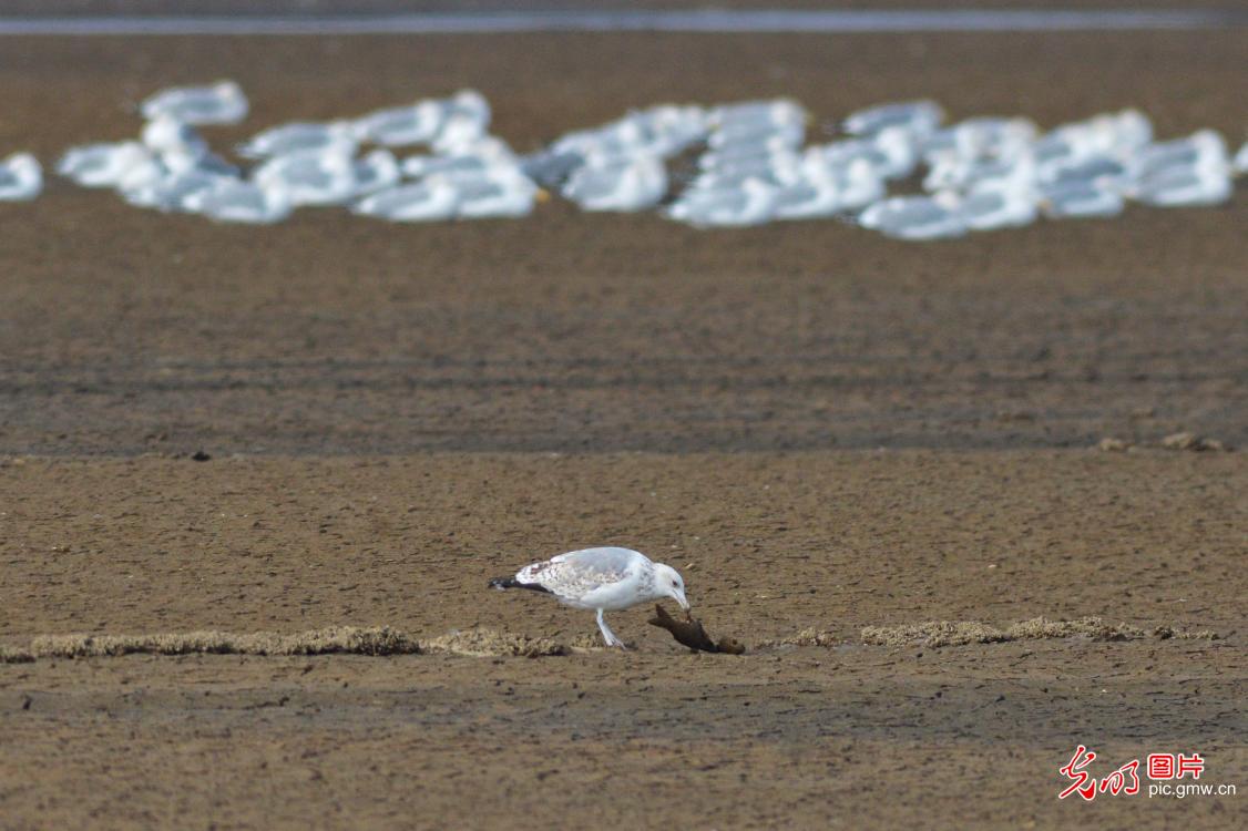 Migrant birds flock to Qingdao, E China’s Shandong
