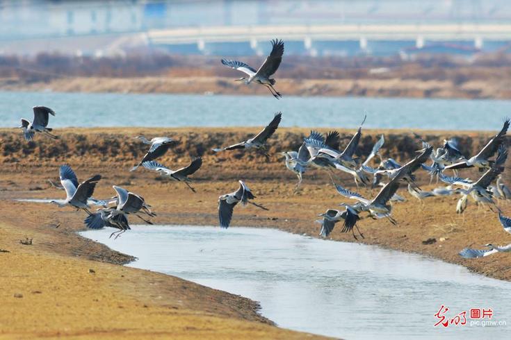Migratory birds flock to Chengyang for winter stopover