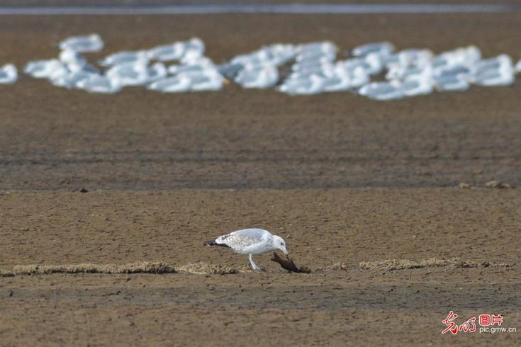 Migratory birds flock to Chengyang for winter stopover