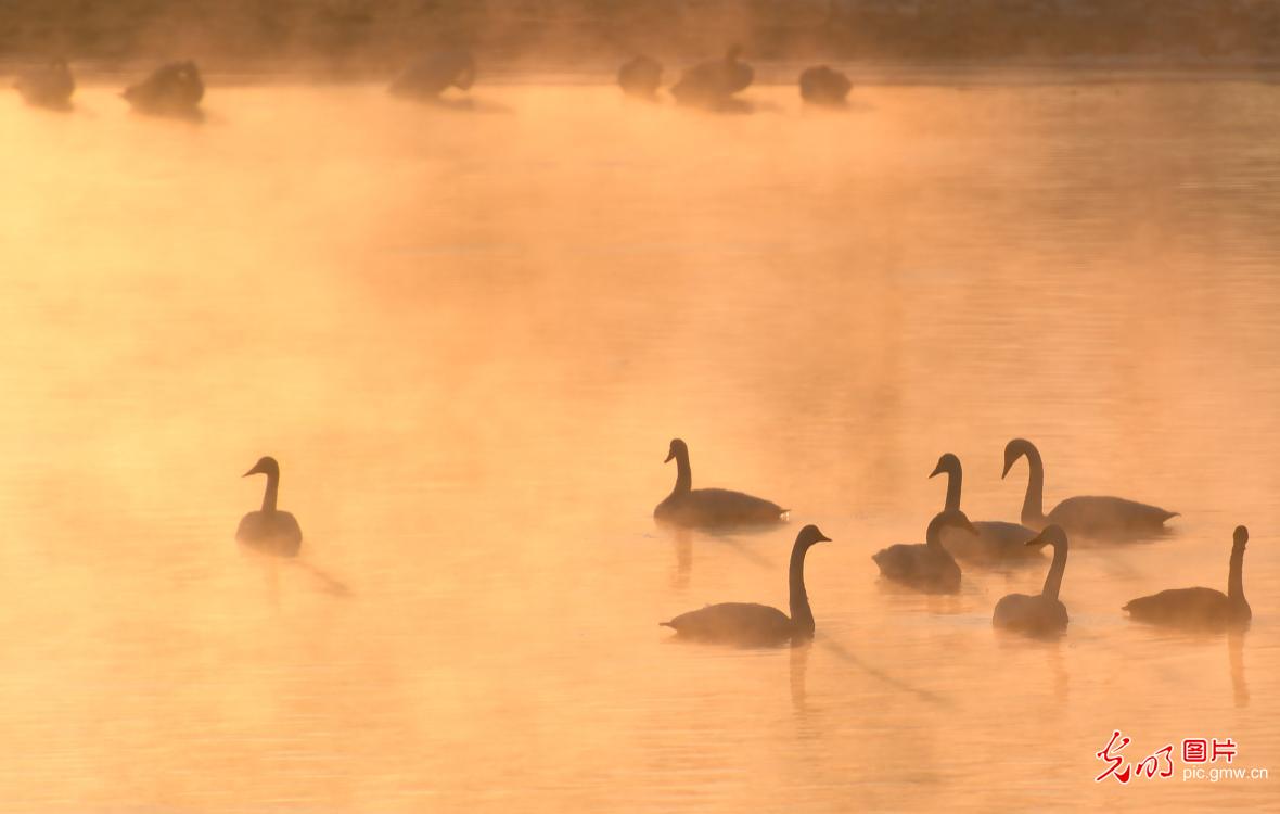 Migratory white swans spend winter in NE China’s Liaoning