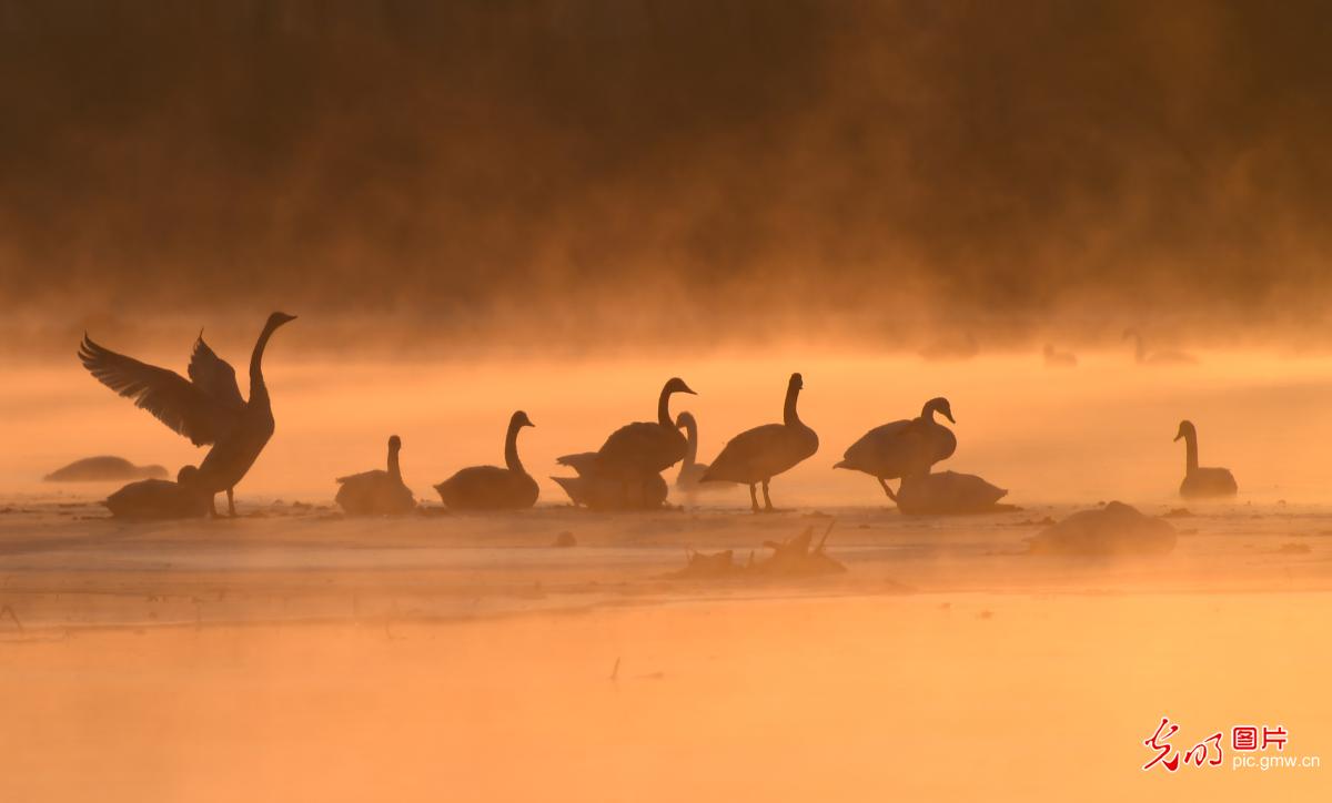 Migratory white swans spend winter in NE China’s Liaoning