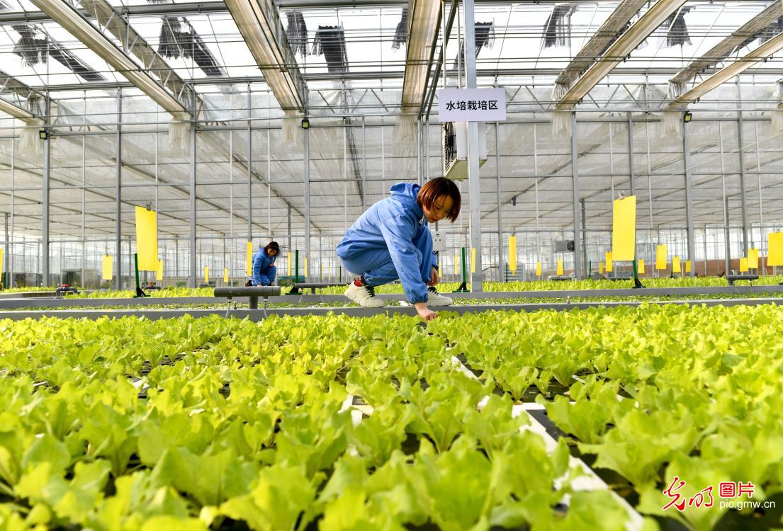 Farmers benefit from aquaponic planting in Xiayi, C China's Henan