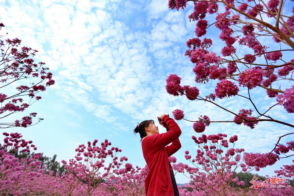 In pics: pink trumpet flowers in Jiangmen, S China’s Guangdong
