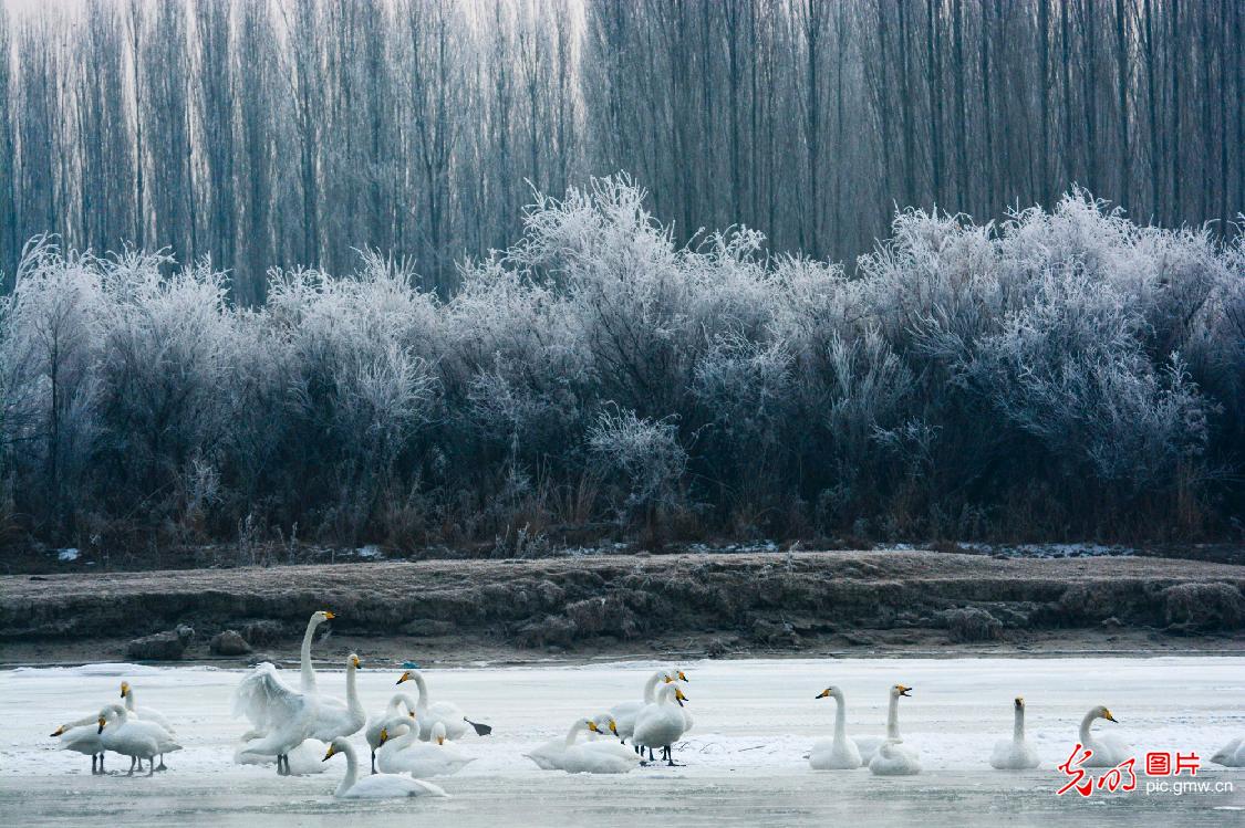 Swans seen over Kaidu River in NW China's Xinjiang