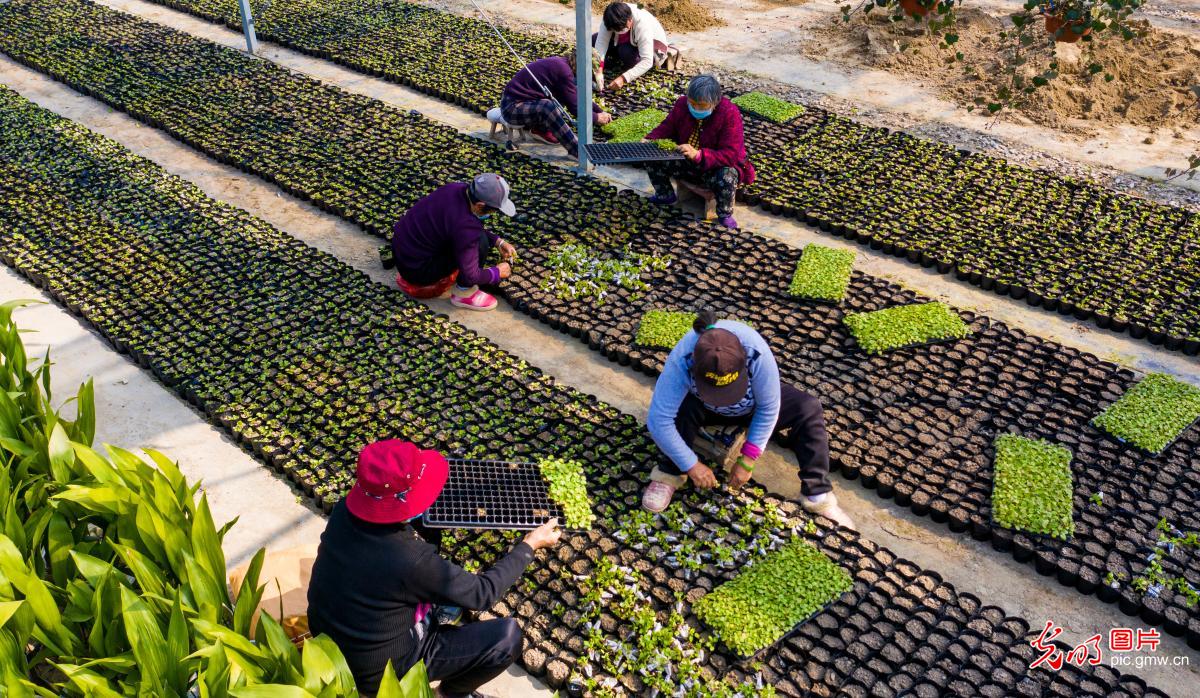 Characteristic agriculture promoted for poverty alleviation in E China