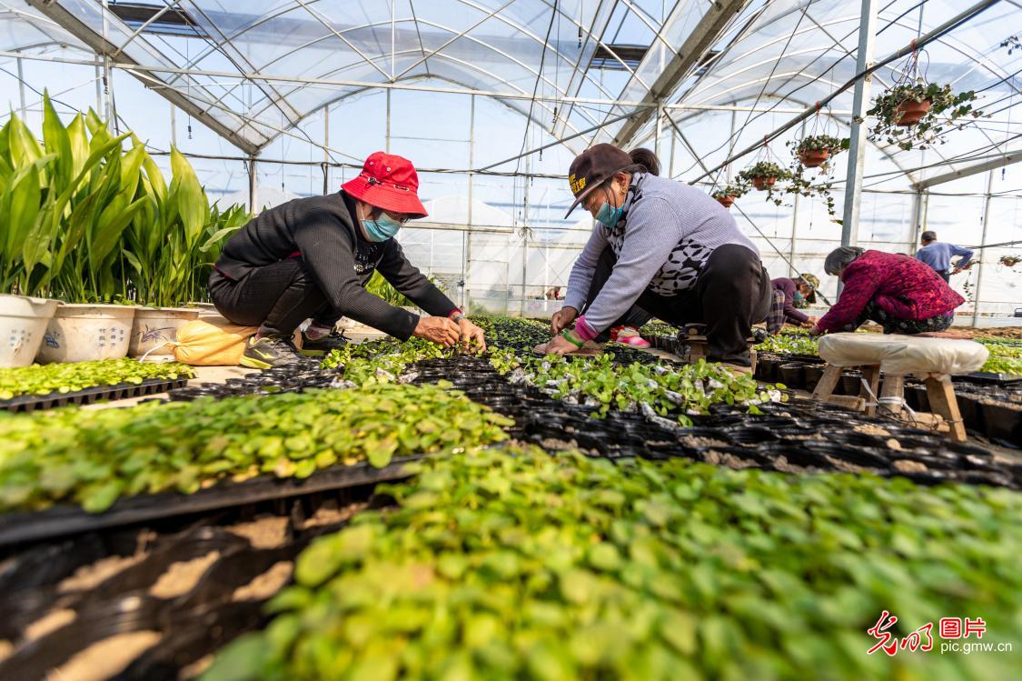 Characteristic agriculture promoted for poverty alleviation in E China