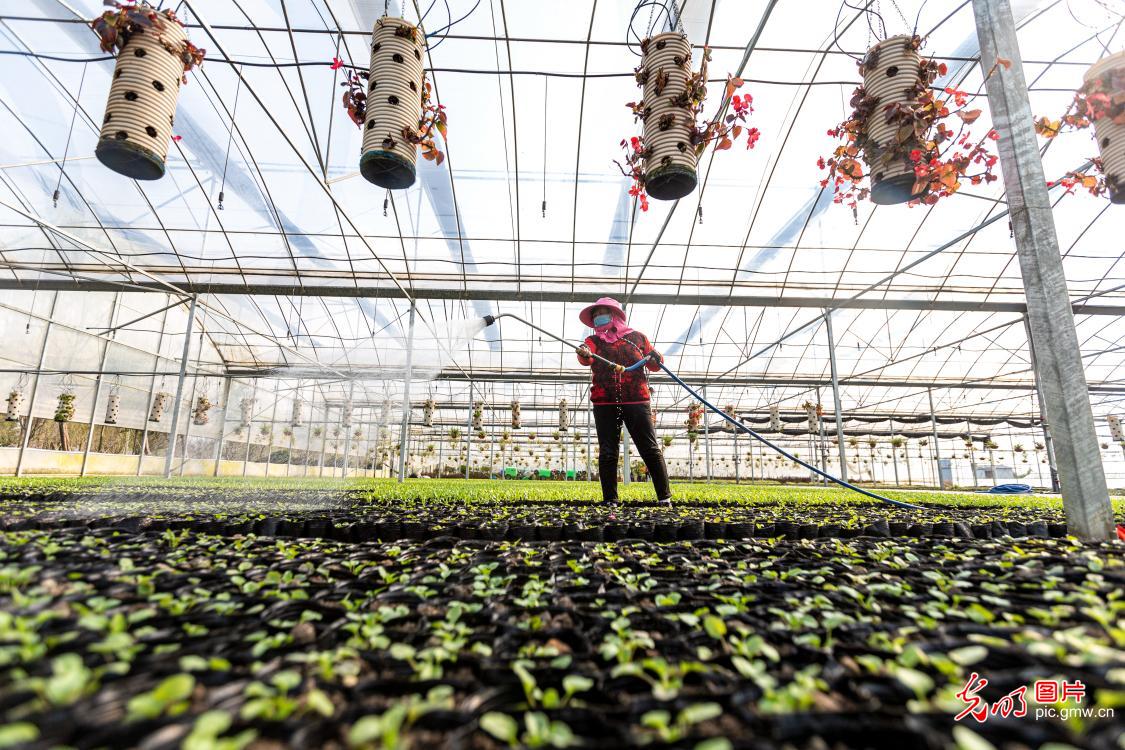 Characteristic agriculture promoted for poverty alleviation in E China