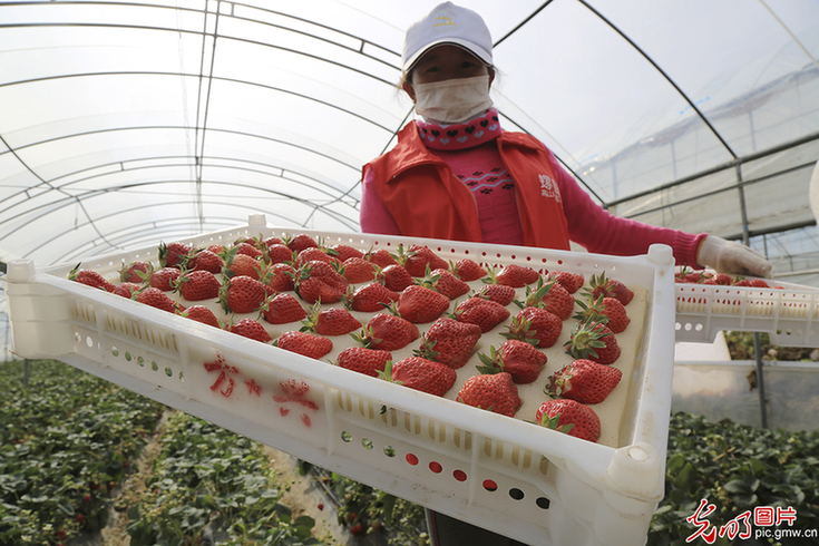 Spring breeze brings warmth to Daliang Mountain -- The road to poverty alleviation in Liangshan, Sichuan province