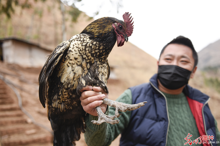 Spring breeze brings warmth to Daliang Mountain -- The road to poverty alleviation in Liangshan, Sichuan province
