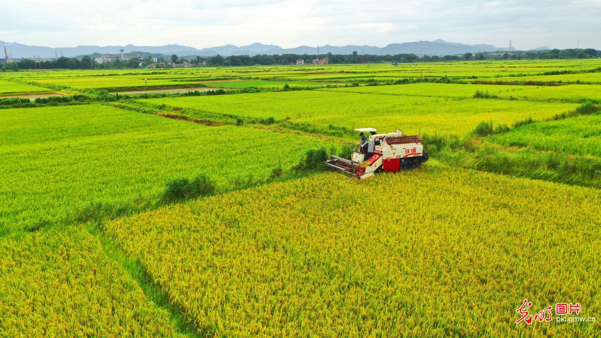 Farmers busy working in paddy fields in Yongfeng, E China’s Jiangxi