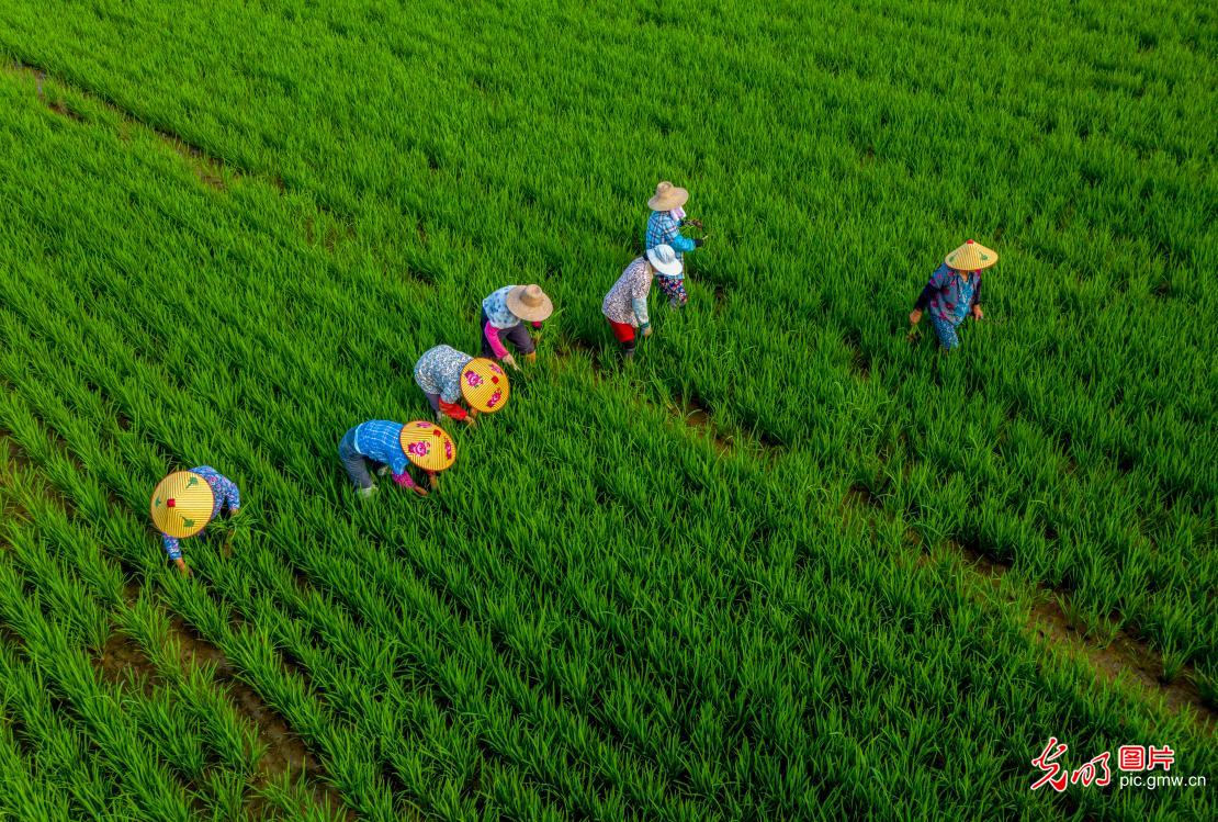 安徽庐江 水稻绿色种植节本增效