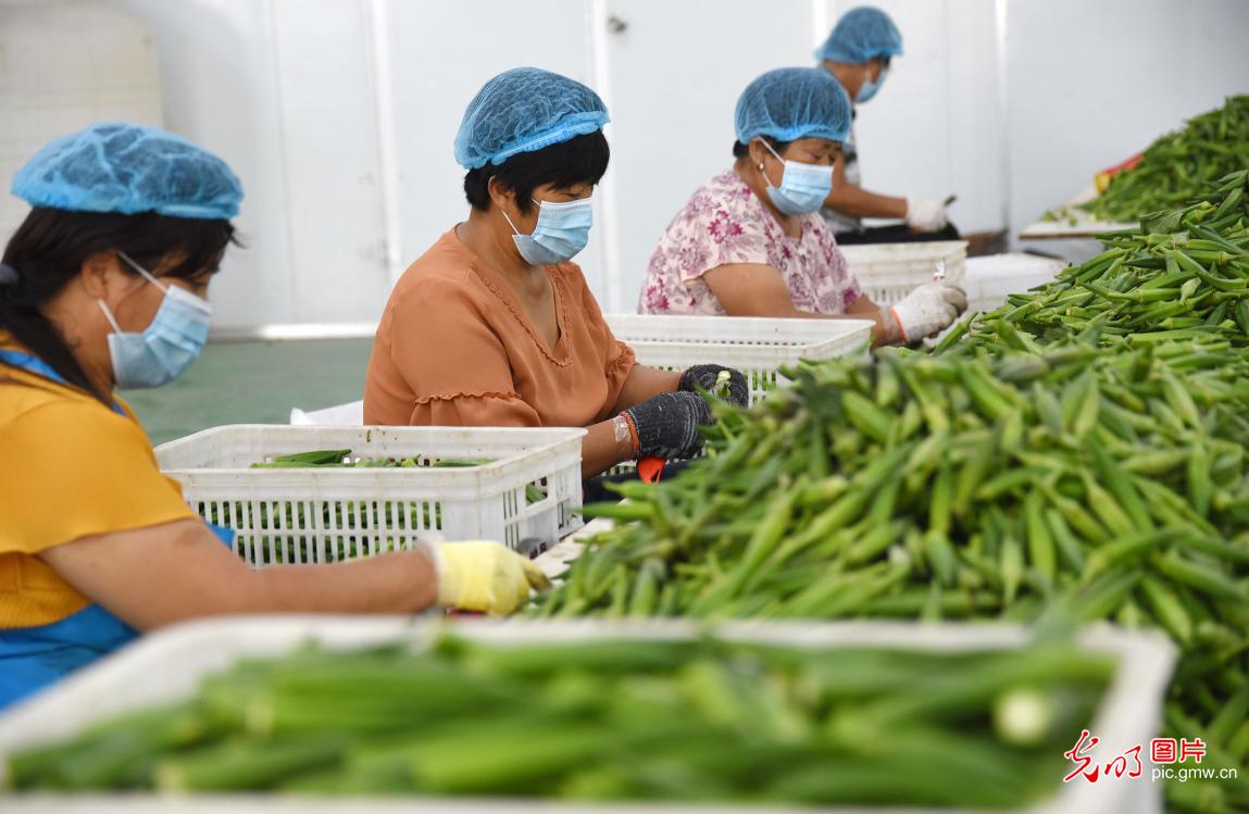 Okra planting industry helps locals boost income in Guantao, N China's Hebei