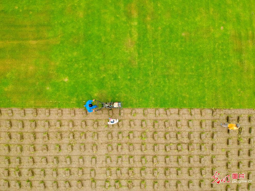 Farmers scooping up the turf at a lawn base in Motou Town, E China's Jiangsu Province