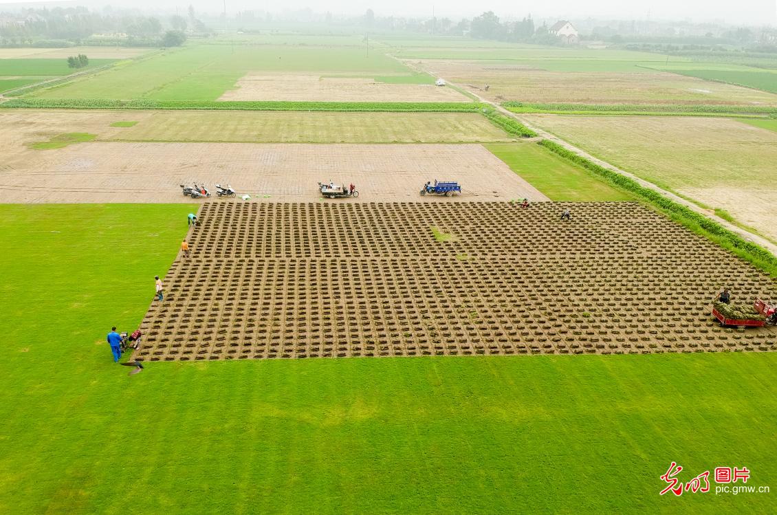 Farmers scooping up the turf at a lawn base in Motou Town, E China's Jiangsu Province