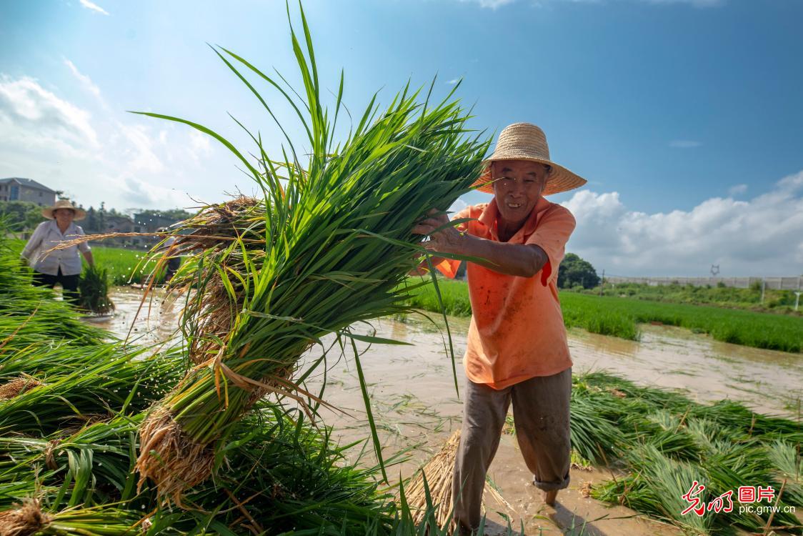 Farmers were doing late rice seedlings in Shengli Village, east China's Jiangxi Province