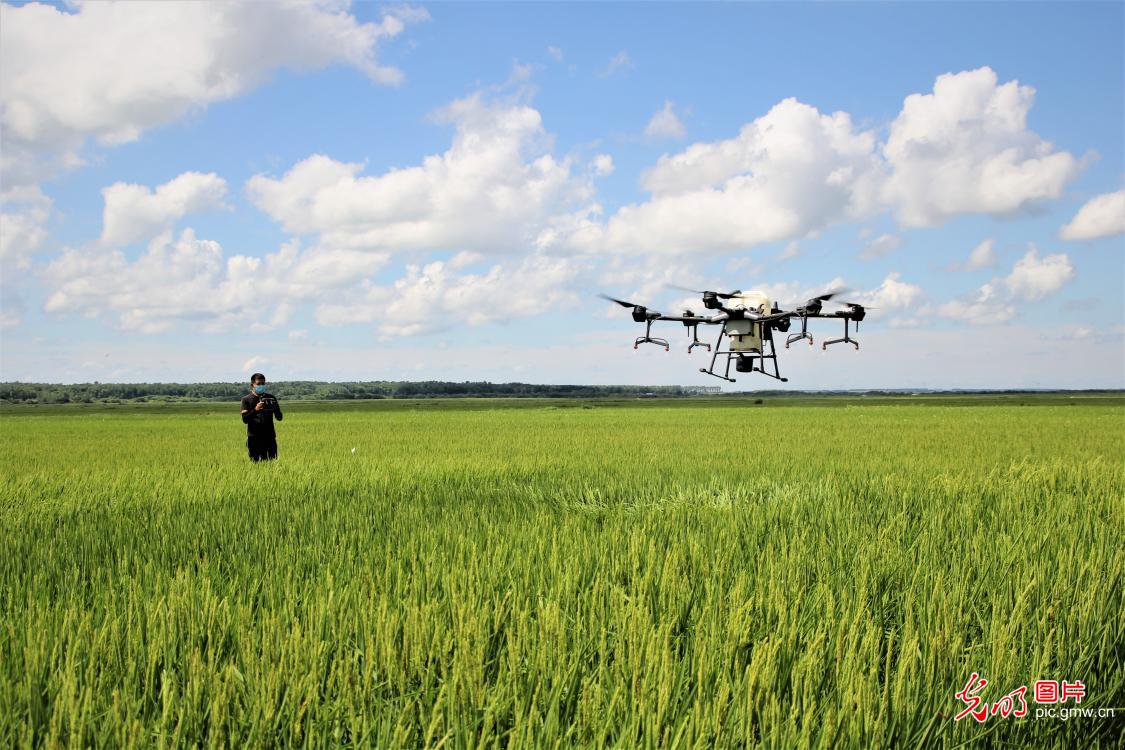 New tech enabled farmers to use drones to spray fertilizer on rice to prevent rice leaf blight