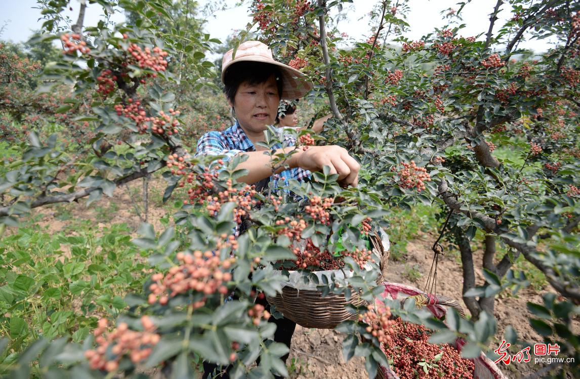 Cixian county, N China's Hebei Province, encourages local pepper planting