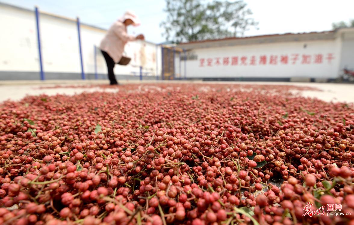 Cixian county, N China's Hebei Province, encourages local pepper planting