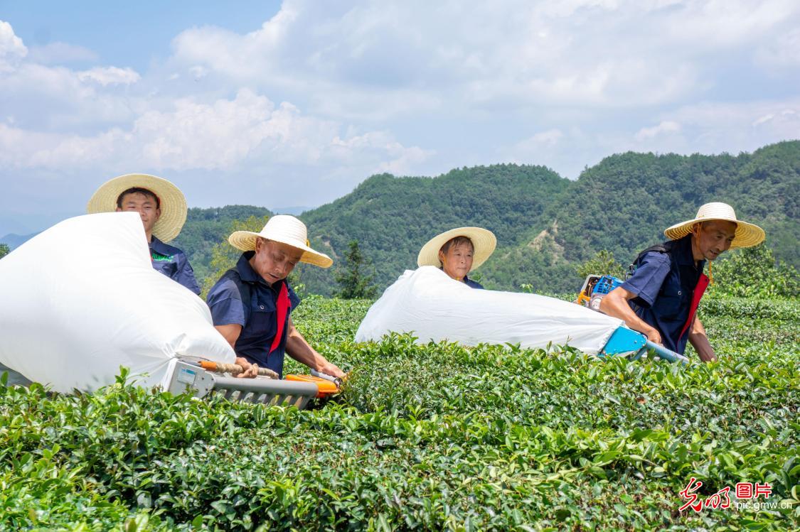 Farmers picking summer tea in central China's Hubei Province