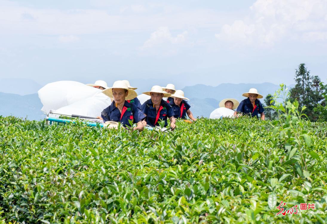 Farmers picking summer tea in central China's Hubei Province