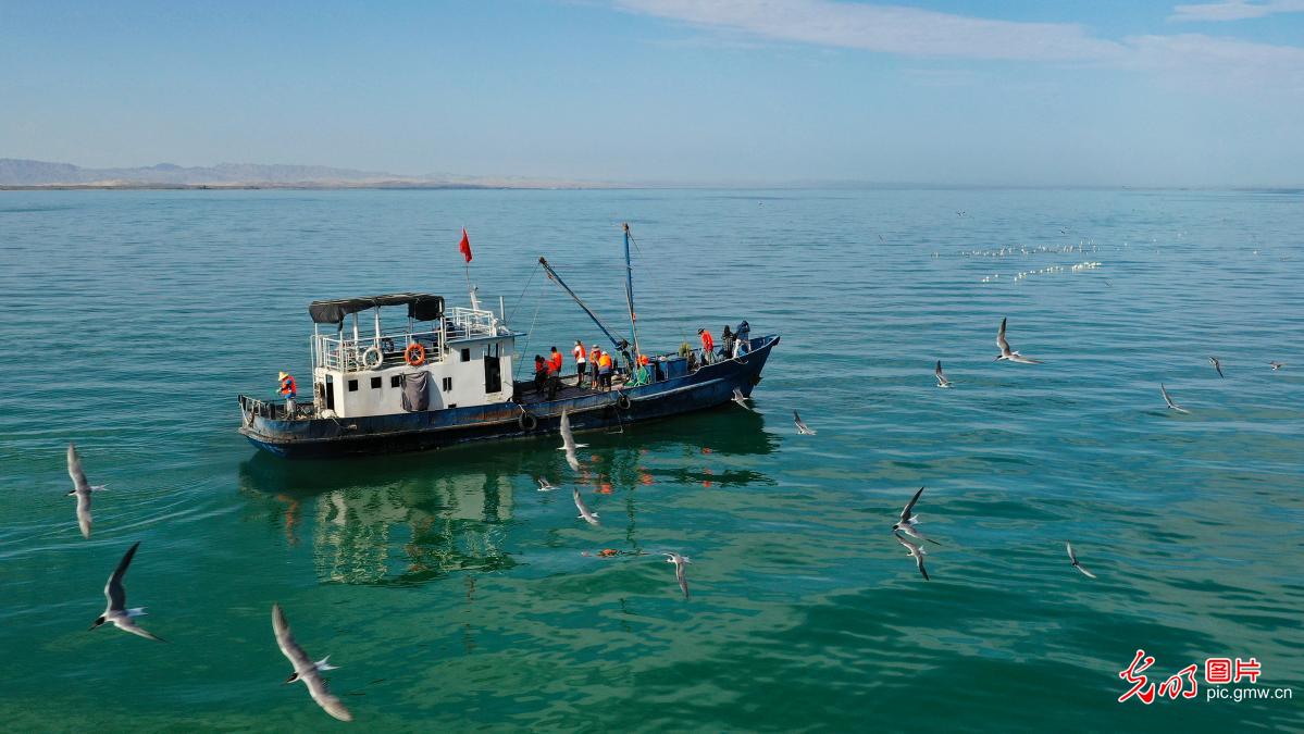 新疆博斯腾湖：人欢鱼跃 捕鱼忙