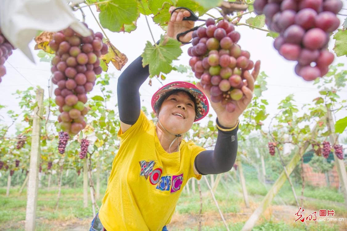 Farmers busy harvesting grapes in E China’s Jiangsu