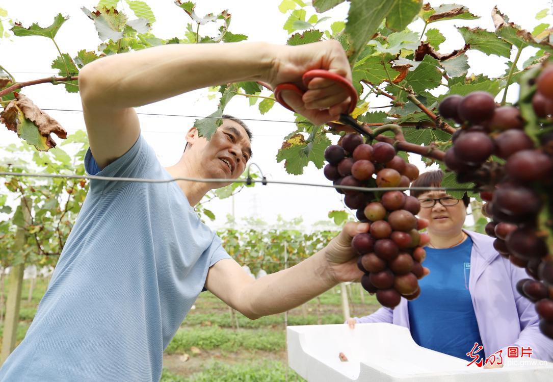 Farmers busy harvesting grapes in E China’s Jiangsu