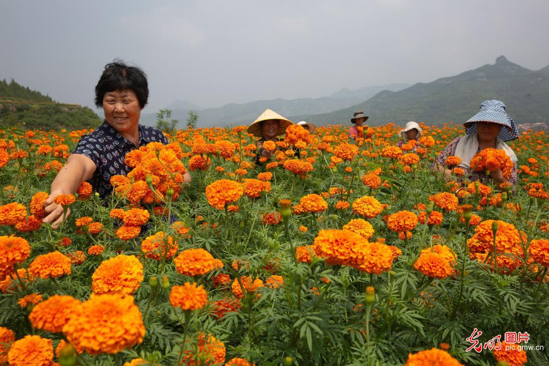 Marigold flower planting helps local farmers to increase income