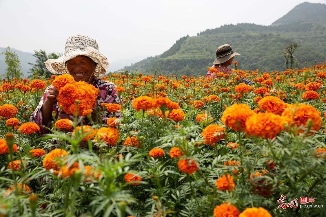 Marigold flower planting helps local farmers to increase income