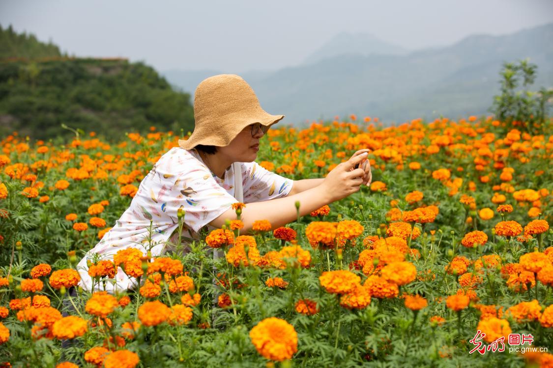 Marigold flower planting helps local farmers to increase income