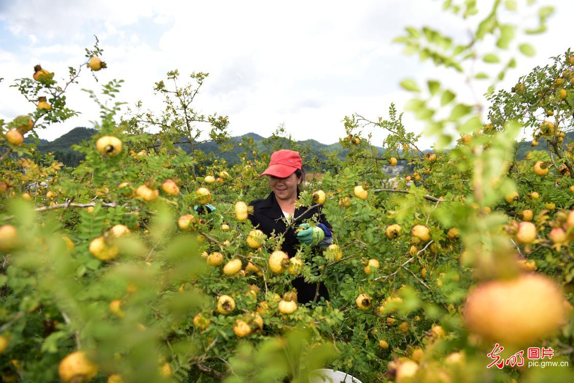 Making profit out of rosa roxburghii in SW China's Guizhou Province