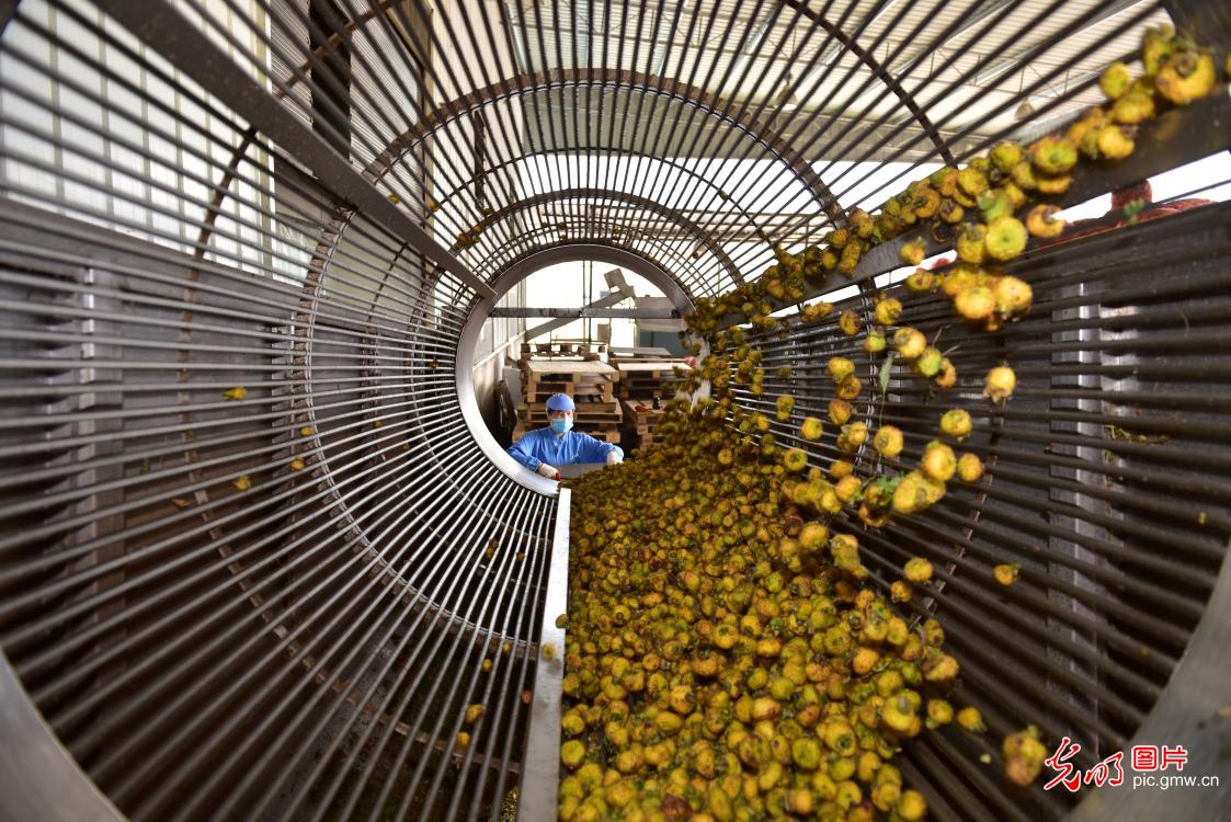 Making profit out of rosa roxburghii in SW China's Guizhou Province Making profit out of rosa roxburghii in SW China's Guizhou Province
