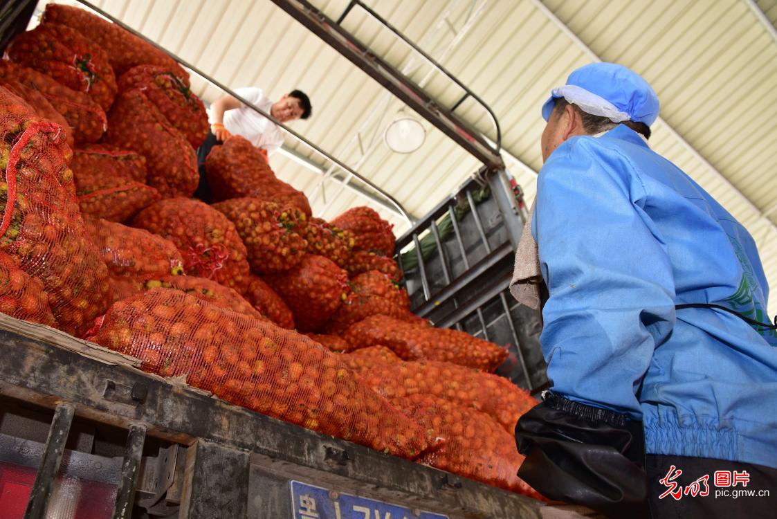 Farmers picking fresh rosa roxburghii in SW China's Guizhou Province Farmers picking fresh rosa roxburghii in SW China's Guizhou Province