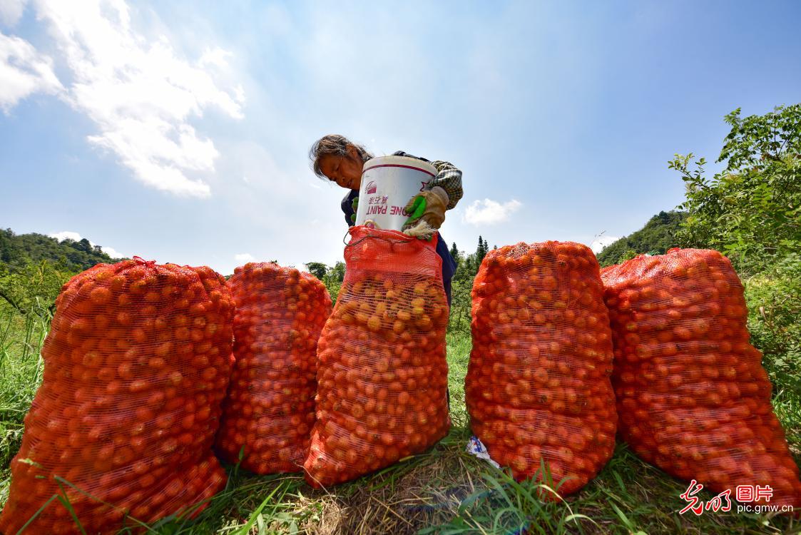 Farmers picking fresh rosa roxburghii in SW China's Guizhou Province Farmers picking fresh rosa roxburghii in SW China's Guizhou Province