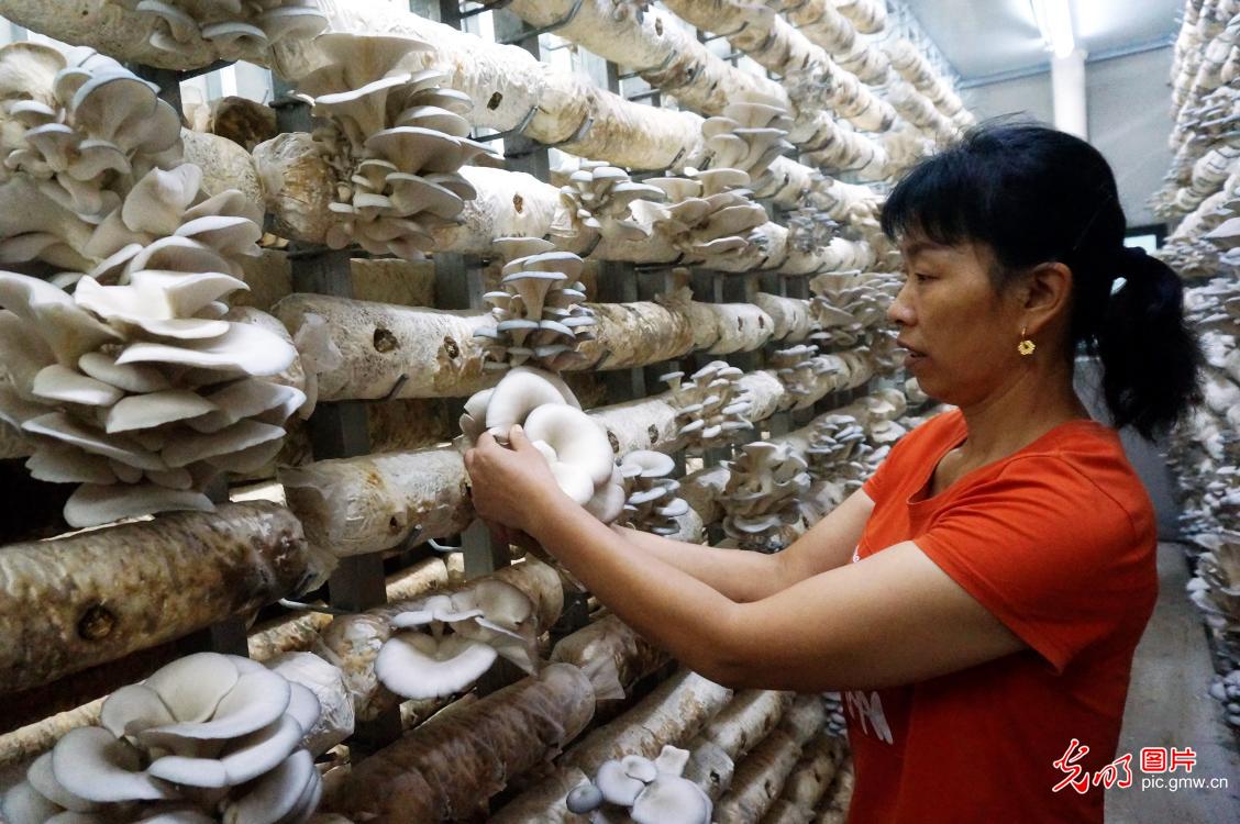 Farmers harvesting oyster mushrooms in central China's Hubei Province Farmers harvesting oyster mushrooms in central China's Hubei Province