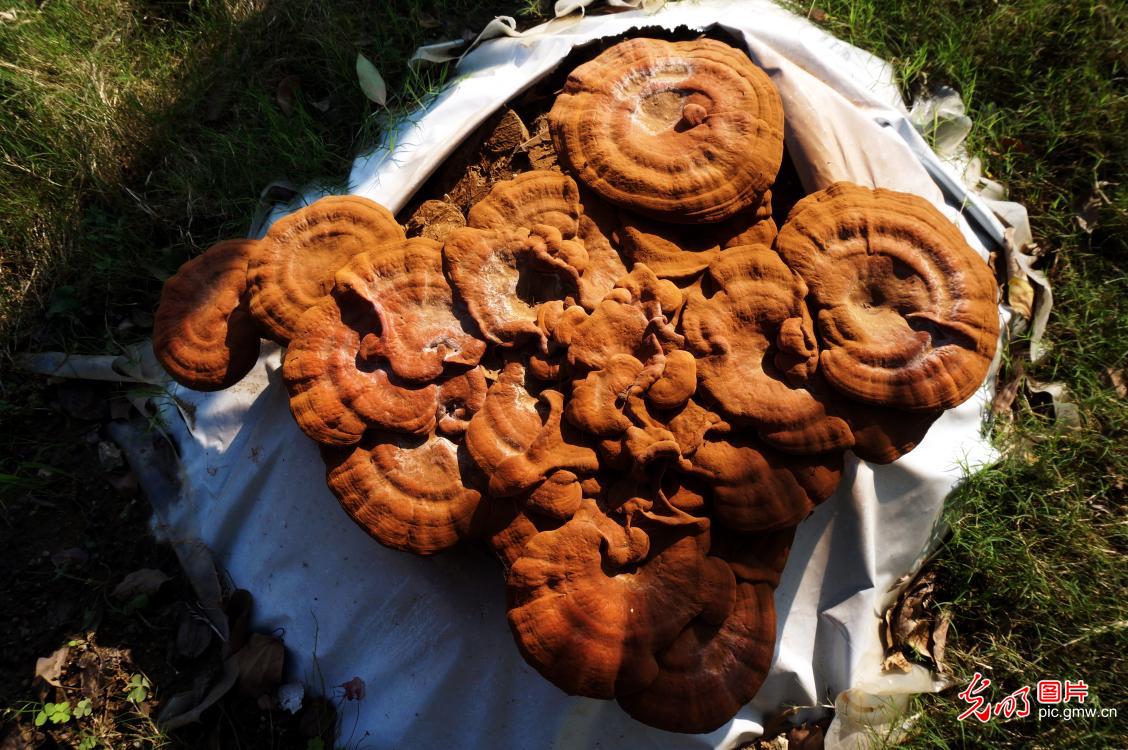 Farmers harvesting oyster mushrooms in central China's Hubei Province Farmers harvesting oyster mushrooms in central China's Hubei Province