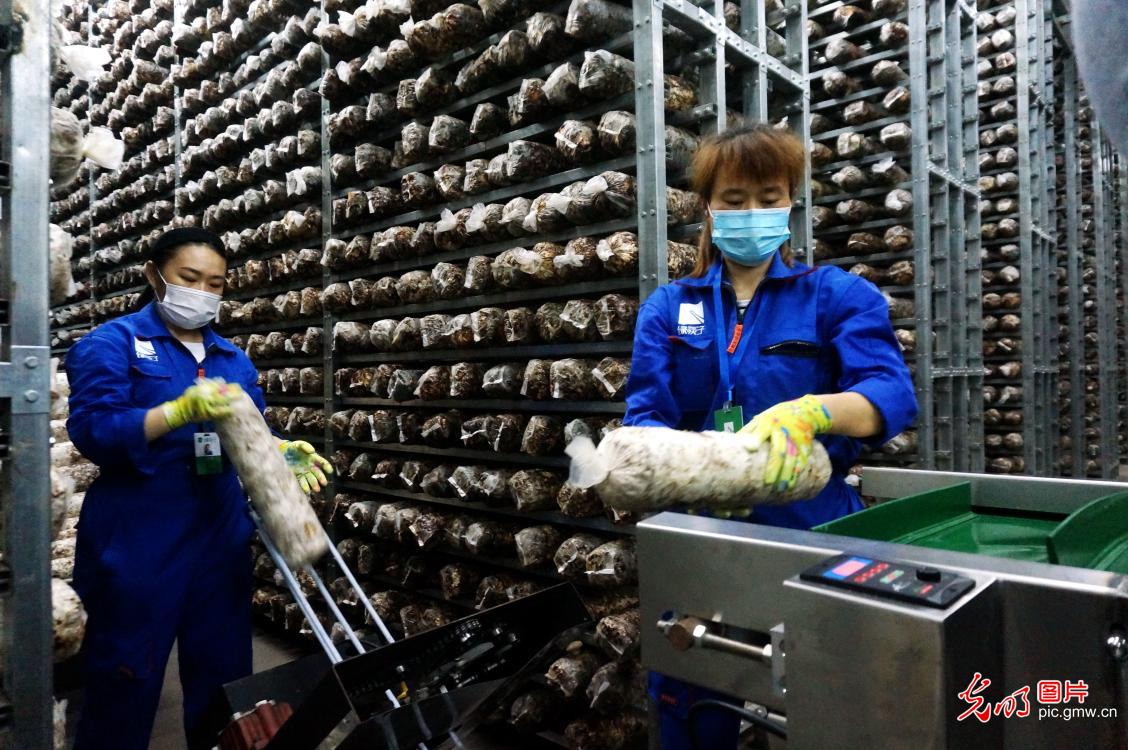 Farmers harvesting oyster mushrooms in central China's Hubei Province Farmers harvesting oyster mushrooms in central China's Hubei Province